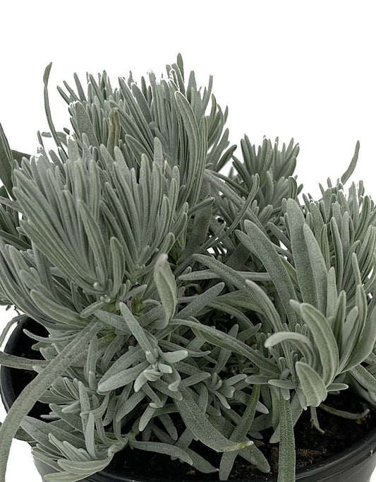 Lavandula lanata x angustifoli 'Ana Luisa' 1 Gallon - The Garden Corner