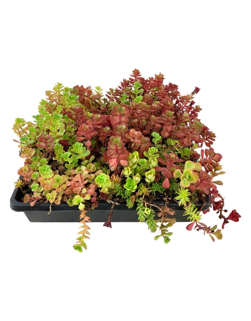 Mixed Sedum Square 10 Inch - Groundcovers