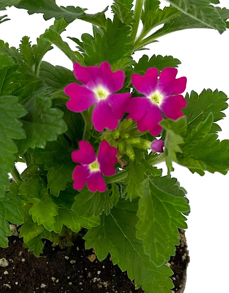 Verbena 'Lanai Upright Rose with Eye'