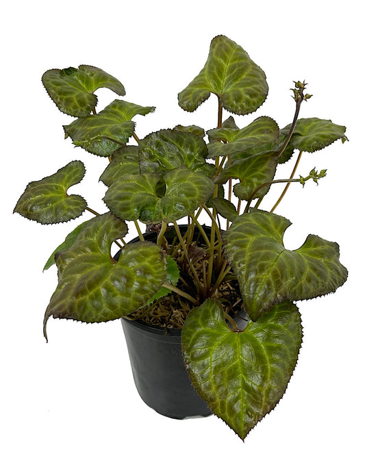 Beesia deltophylla