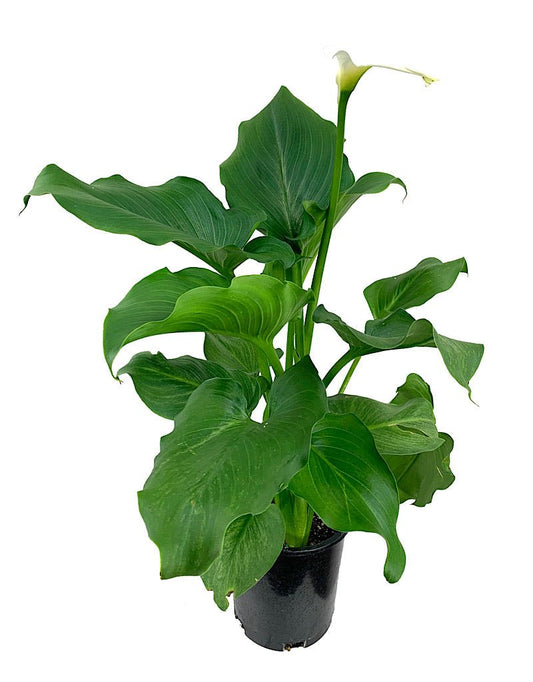 Zantedeschia aethiopica 'White Giant' - The Garden Corner