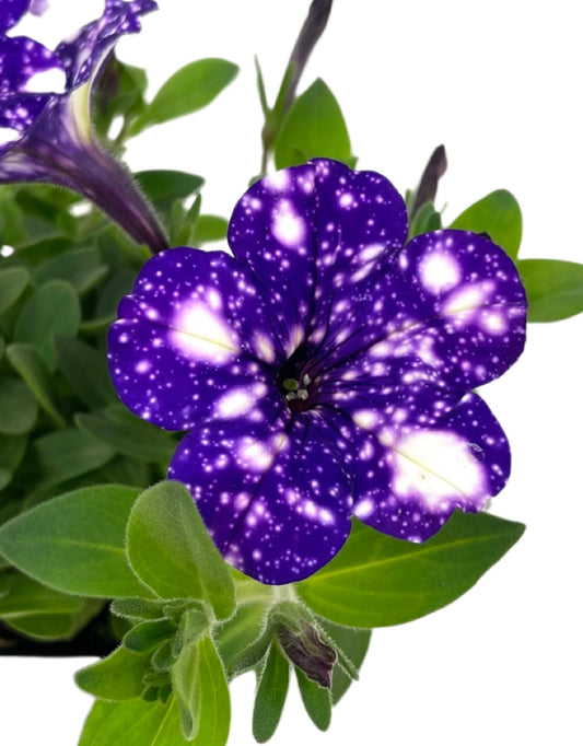 Petunia 'Headliner Night Sky'