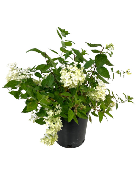 Hydrangea Paniculata 'Bombshell 2 Gallon - The Garden Corner