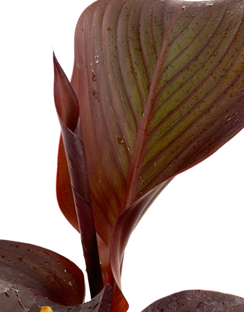 Canna 'Red Velvet' 1 Gallon