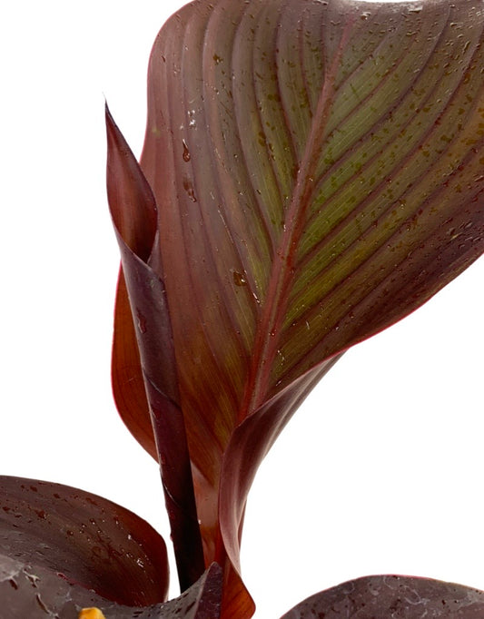 Canna 'Red Velvet' 1 Gallon