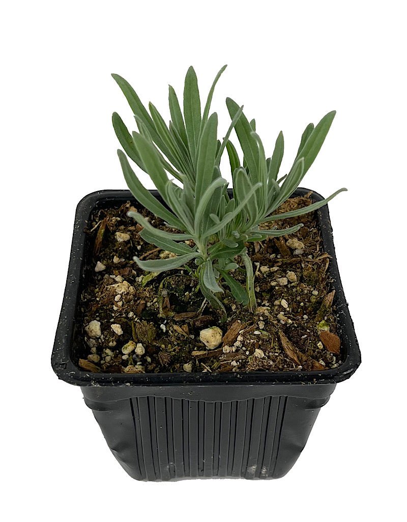 Lavandula €˜Hidcote Giant' 4 Inch - The Garden Corner