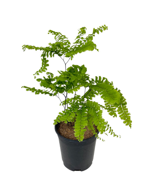 Adiantum pedatum