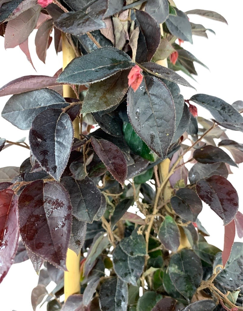 Loropetalum chinense 'Sizzling Pink'