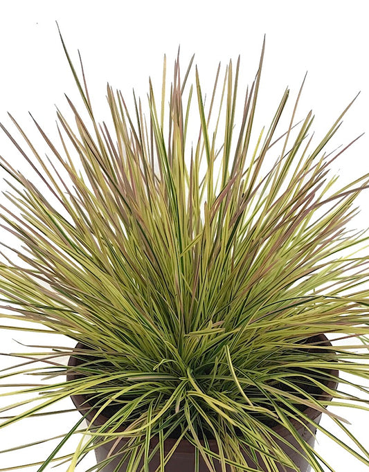 Deschampsia 'Northern Lights'