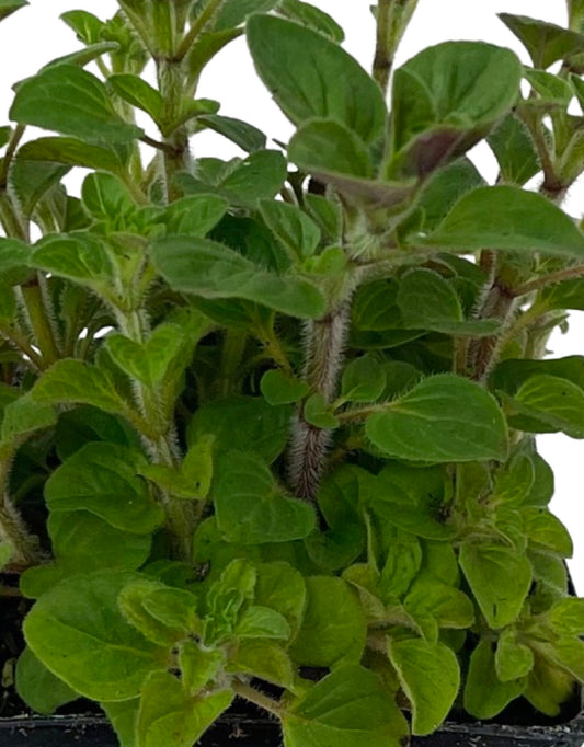 Oregano 'Greek'
