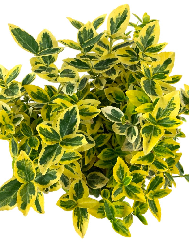 Euonymus fortunei 'Sunrise'