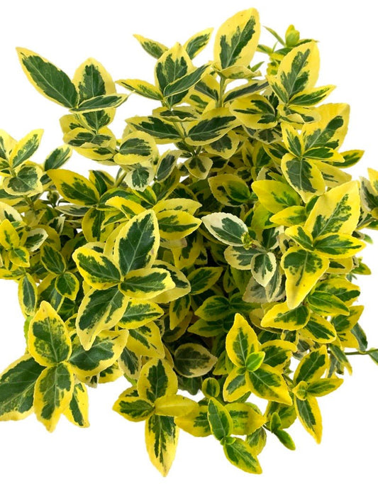 Euonymus fortunei 'Sunrise' - The Garden Corner