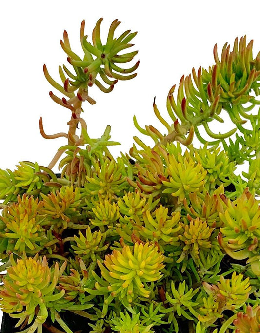 Sedum reflexum 'Yellow Cushion' 4 inch - The Garden Corner