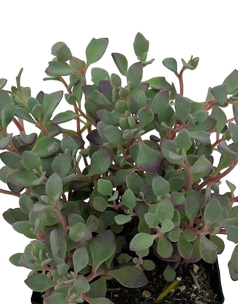 Sedum 'Lidakense' 4 Inch