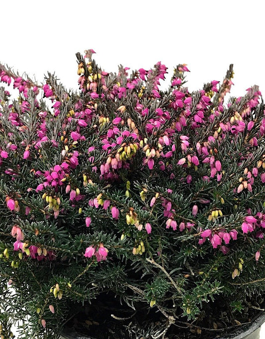 Erica darleyensis 'Kramer's Rote' - The Garden Corner
