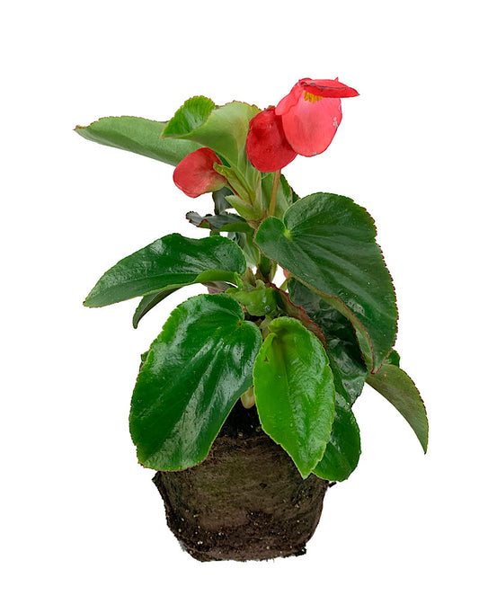 Begonia 'Dragon Wing Red'