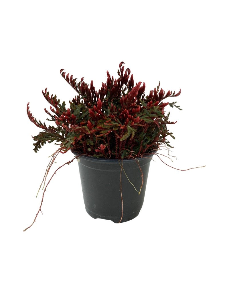 Selaginella erythropus 'Sanguinea'