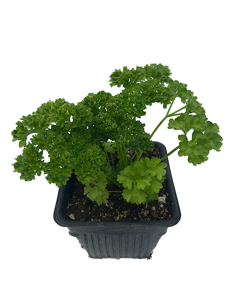 Parsley 'Curly' 4 Inch