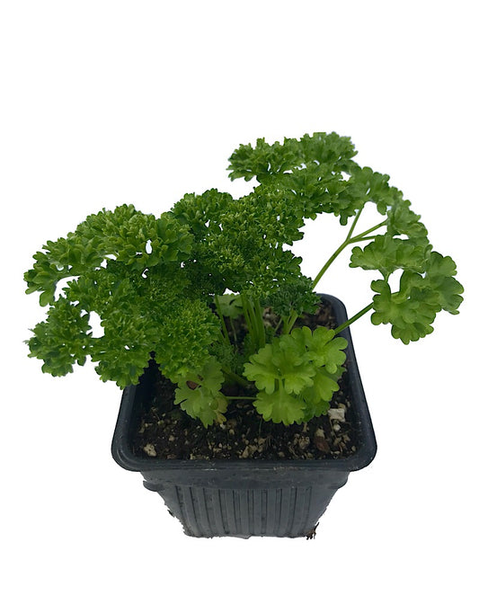 Parsley 'Curly' 4 Inch