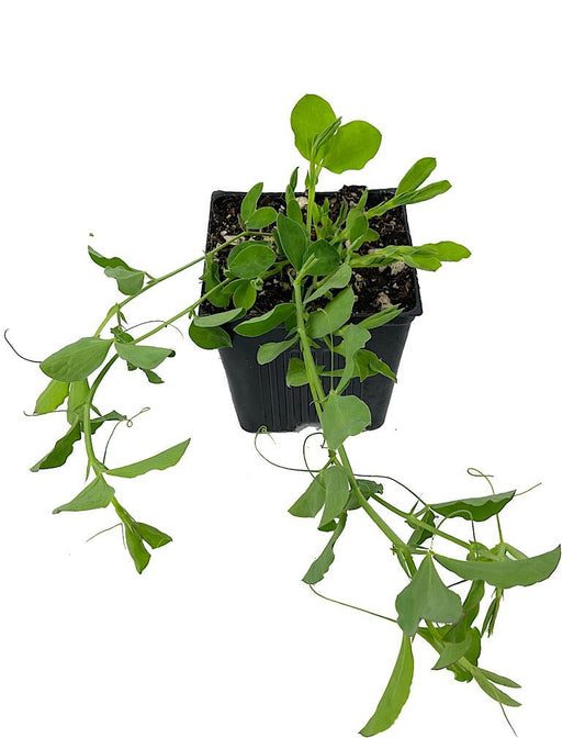 Sweet Pea 'Mammoth Mix' 4 Inch - The Garden Corner