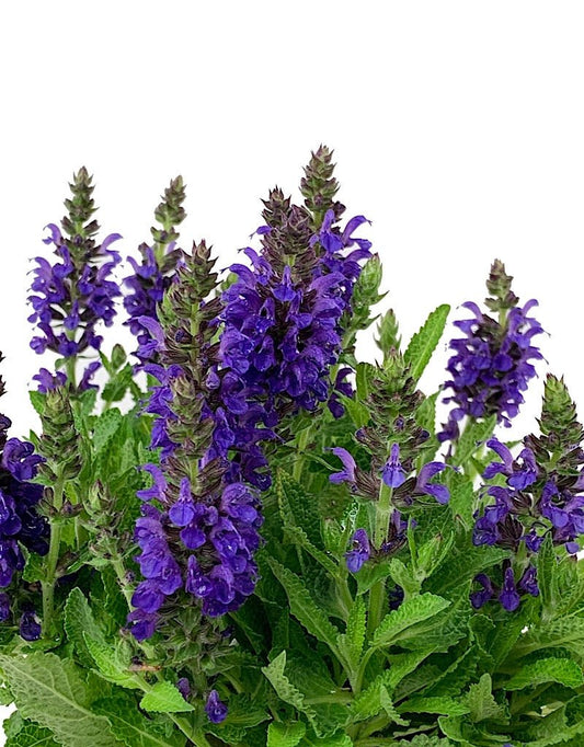 Salvia nemorosa 'Marcus' Quart - Perennials