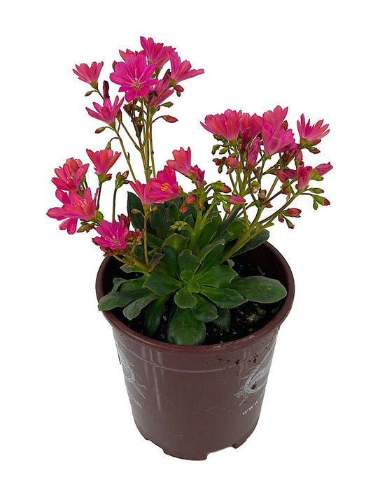 Lewisia 'Constant Fuchsia' Quart - The Garden Corner