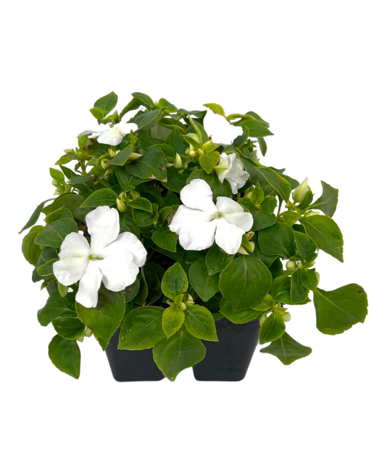 Impatiens 'Beacon White'