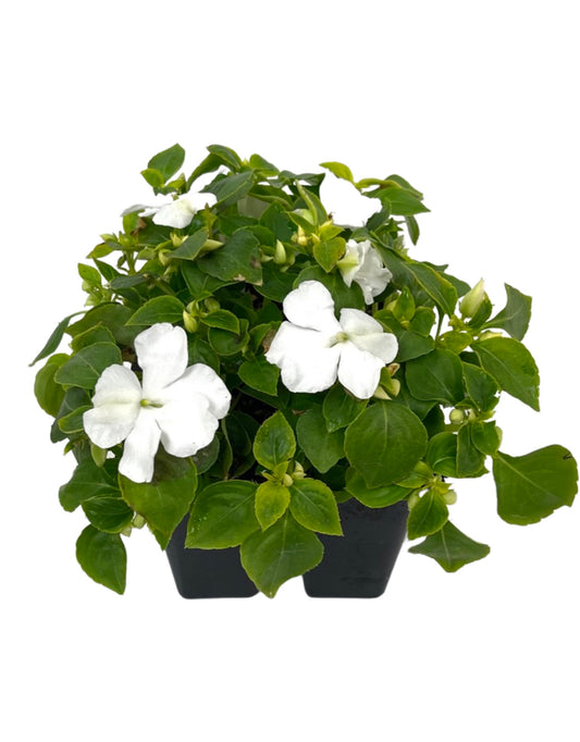 Impatiens 'Beacon White'