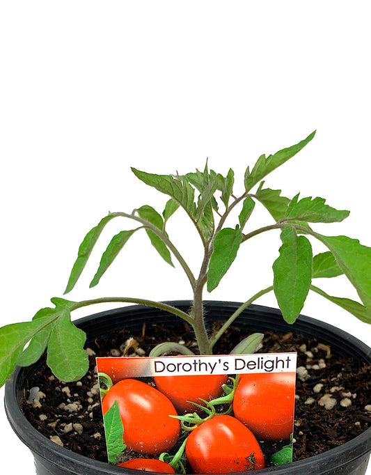 Tomato 'Dorothy's Delight' 1 Gallon