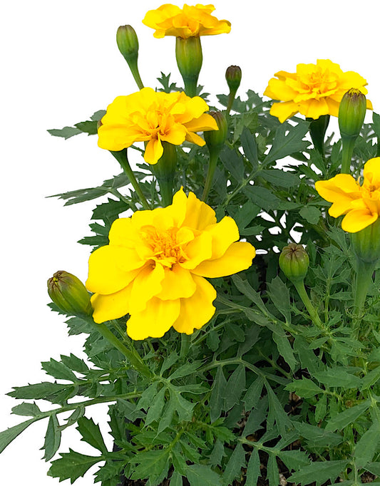 Marigold 'Safari Yellow'  Jumbo Traypack