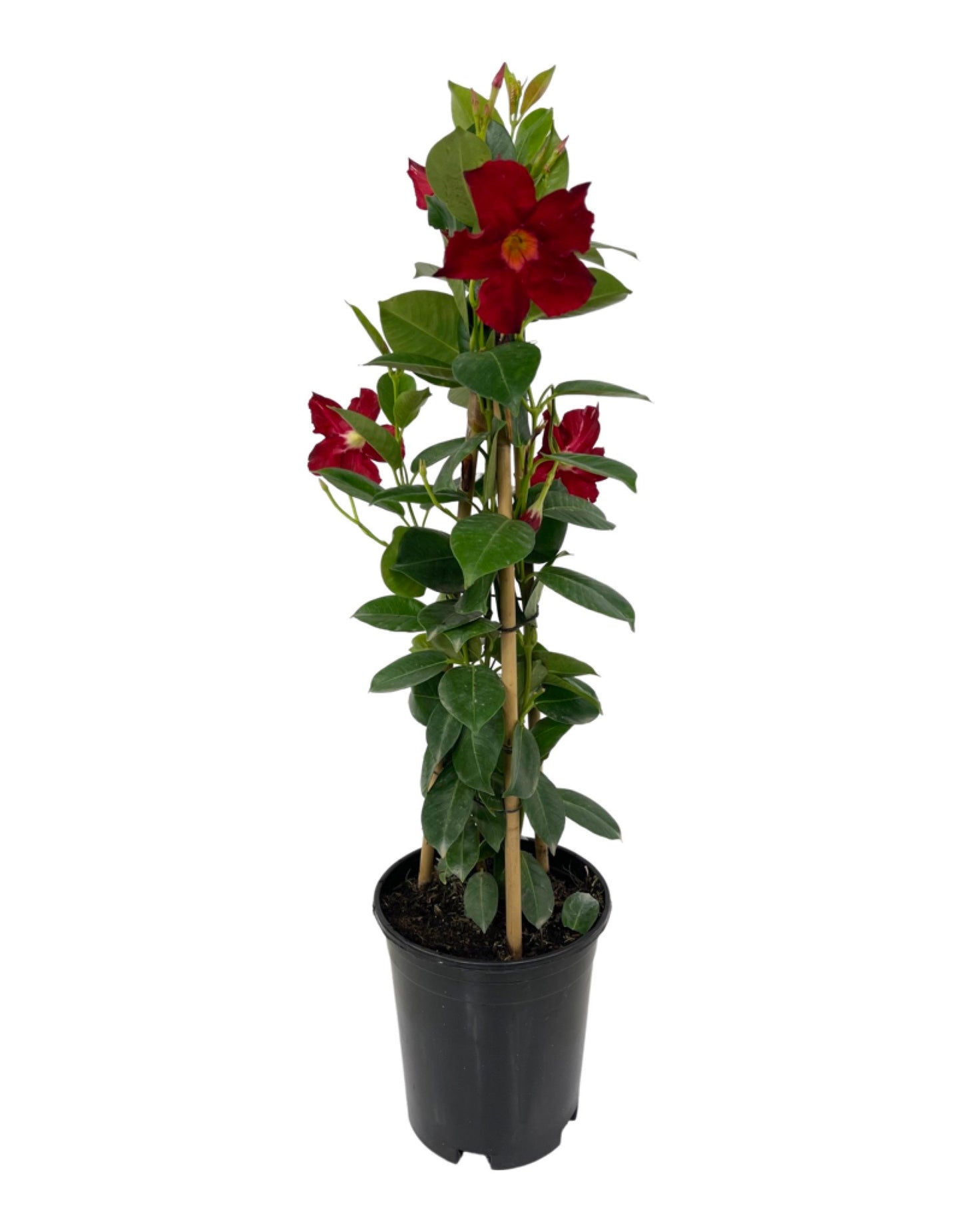 Mandevilla 'Sunvilla Giant Red' - Tropical Plants