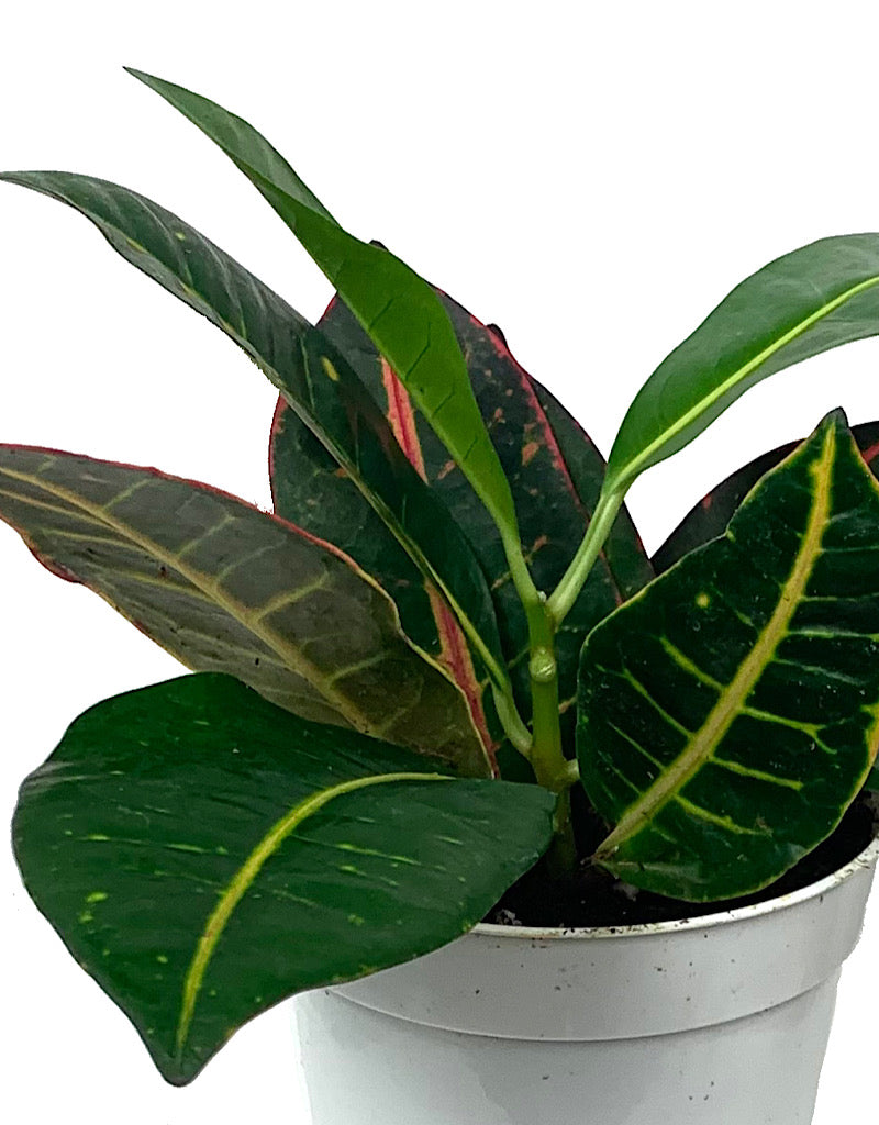 Codiaeum v. 'Petra' 4 inch