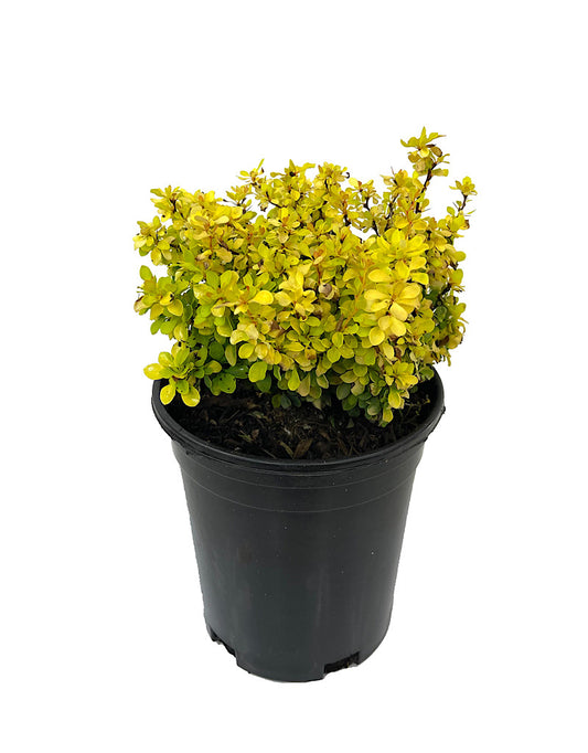 Berberis thunbergii 'Golden Jackpot® Joyce'