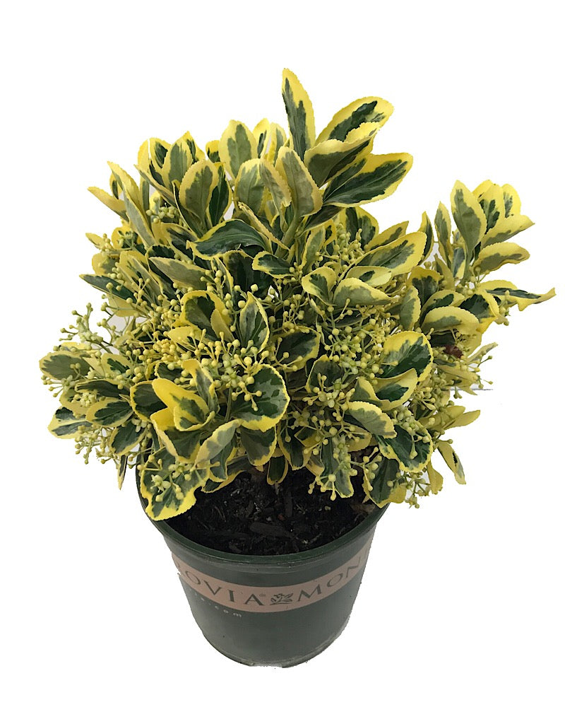 Euonymus japonicus 'Chollipo' 1 gal
