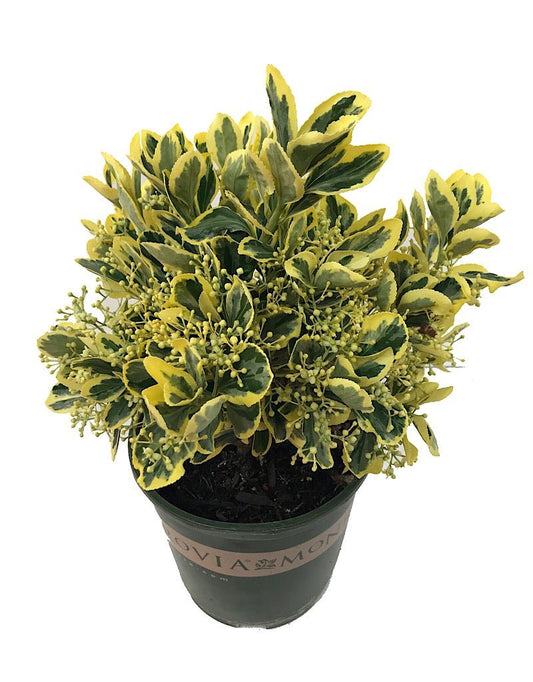 Euonymus japonicus 'Chollipo' 1 gal - The Garden Corner