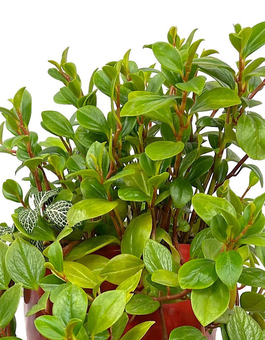 GC Exclusive 9 - The Garden Corner