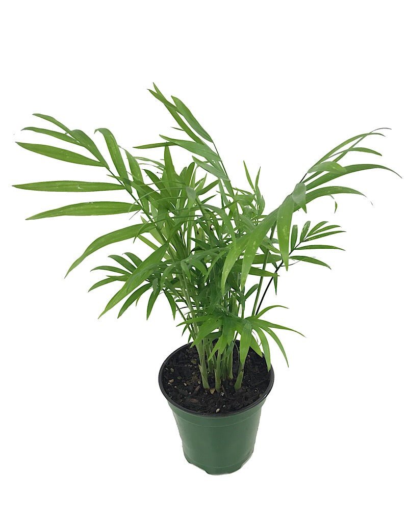 Chamaedorea elegans - The Garden Corner
