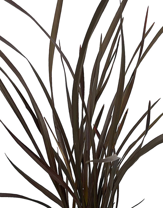 Phormium 'Platt's Black'