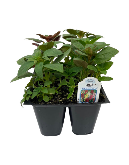 Snapdragon 'Sonnet Mix' Jumbo Traypack - The Garden Corner