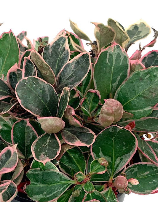 Gaultheria procumbens 'Winter Splash' Quart - The Garden Corner