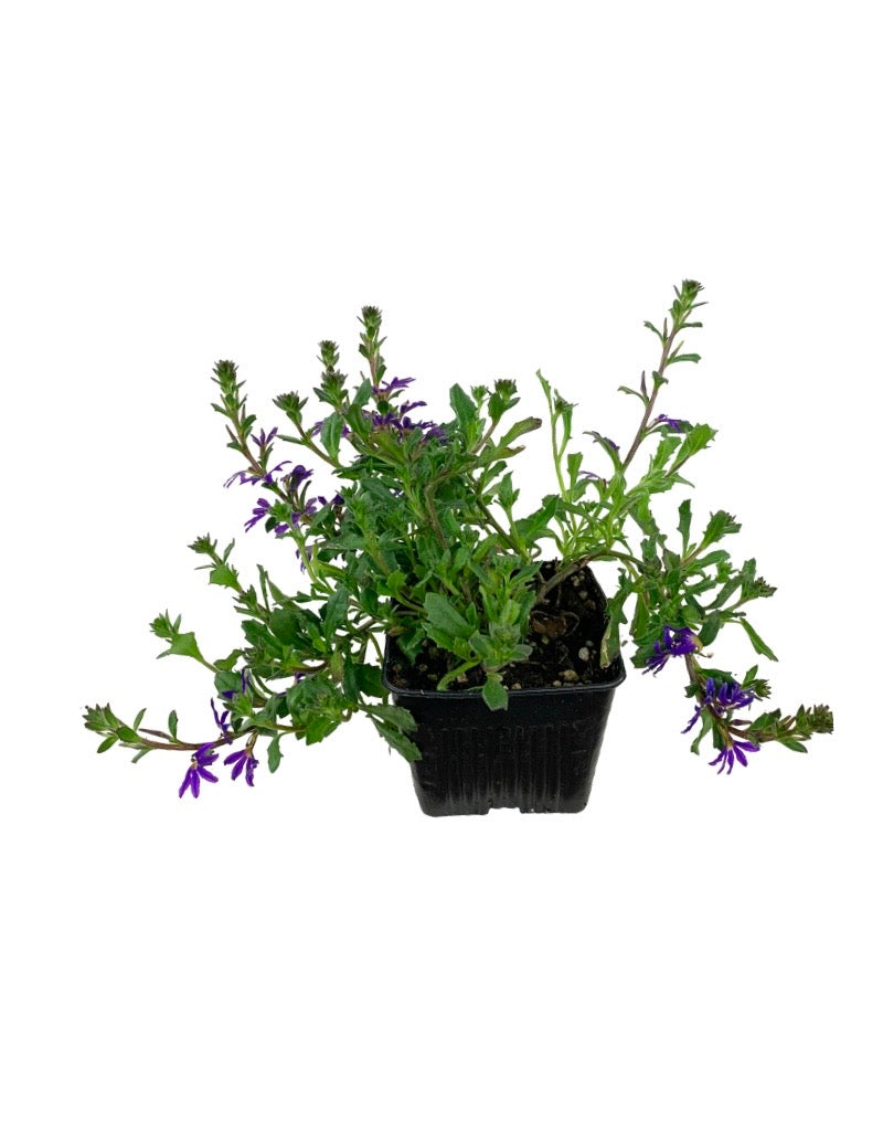 Scaevola 'Surdiva Violet'