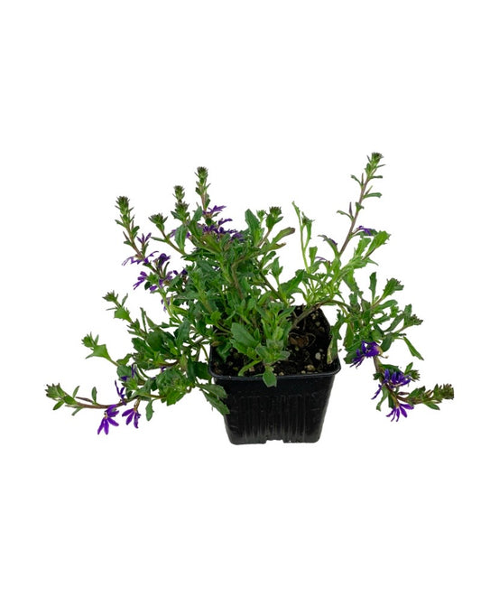 Scaevola 'Surdiva Violet'