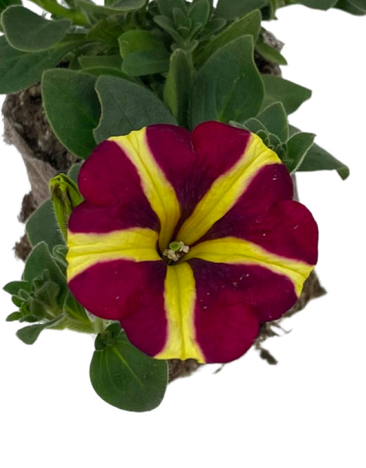 Petunia 'Amore Queen of Hearts'