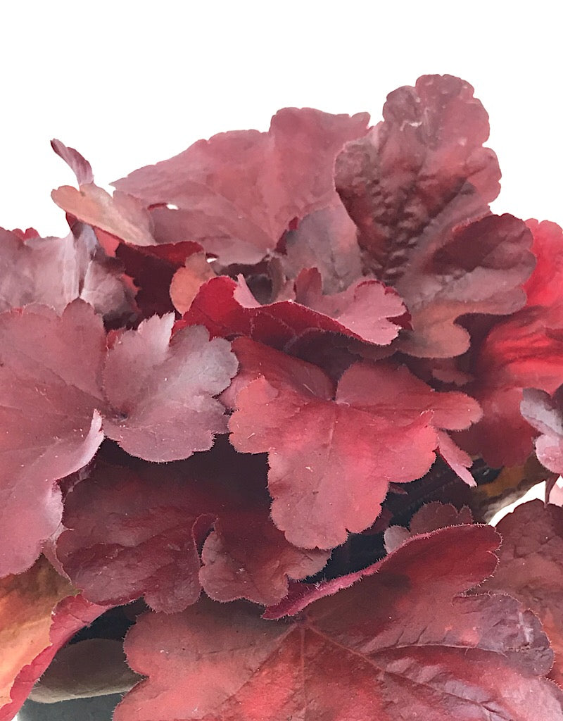 Heuchera 'Fire Alarm'