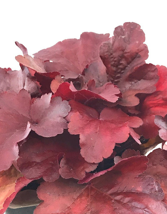 Heuchera 'Fire Alarm' - The Garden Corner