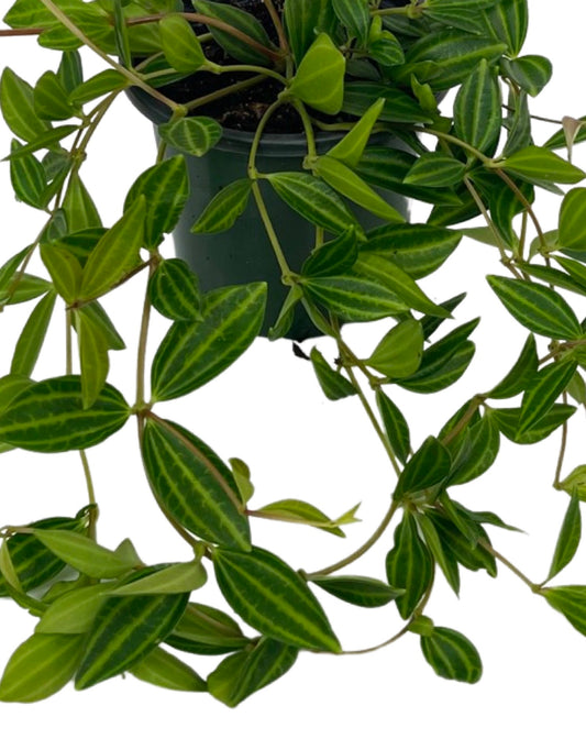 Peperomia angulata 4 Inch