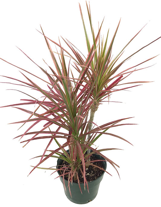Dracaena marginata 'Colorama' - House Plants