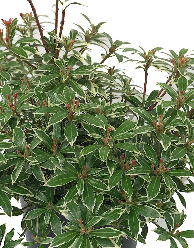 Pieris japonica 'Little Heath' 1 gal