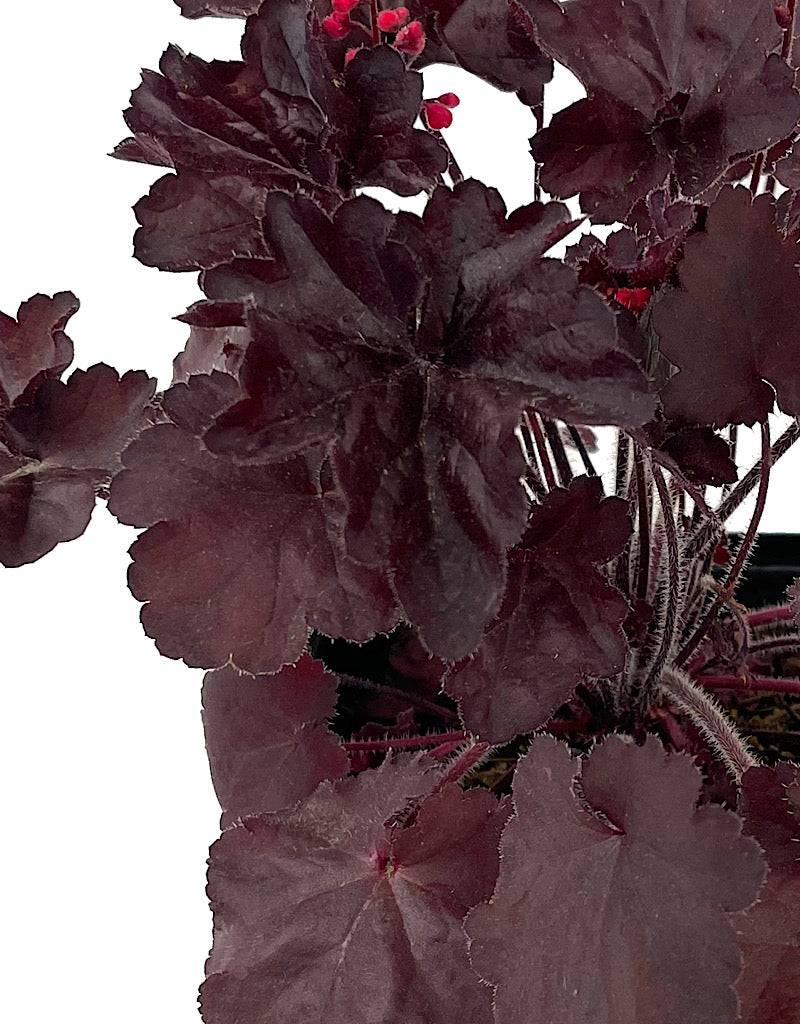 Heuchera 'Black Forest Cake'
