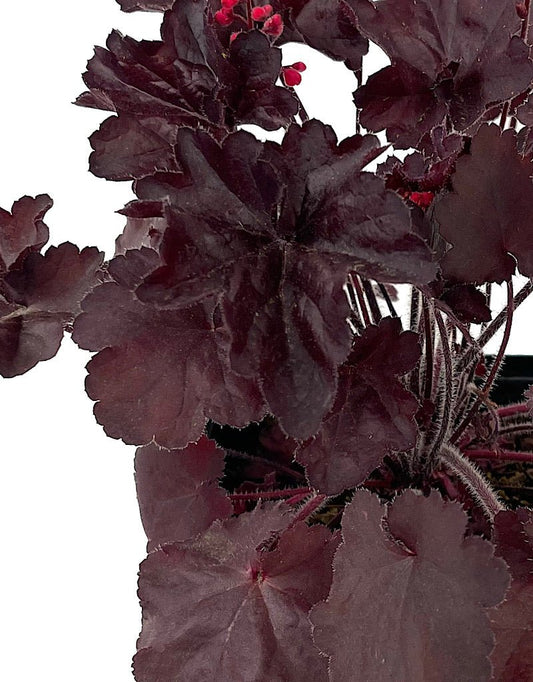 Heuchera 'Black Forest Cake' - The Garden Corner